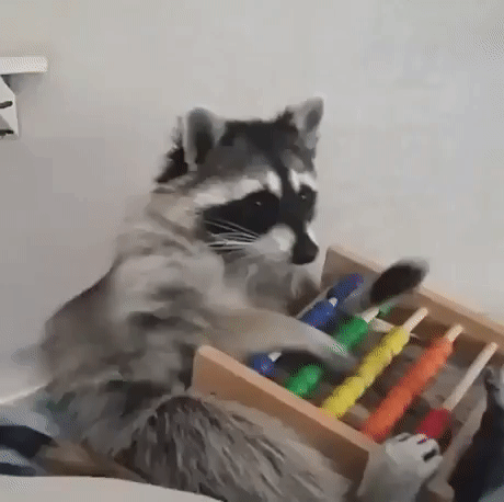 Raccoon with an Abacus Gif