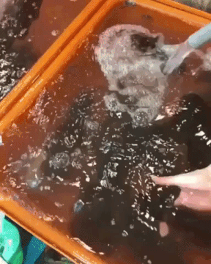 Squid changing color in animals gifs