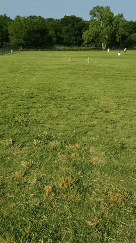 Dog Park GIF by Geekster Pets