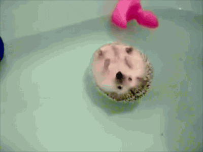 hedgehog floating water bath