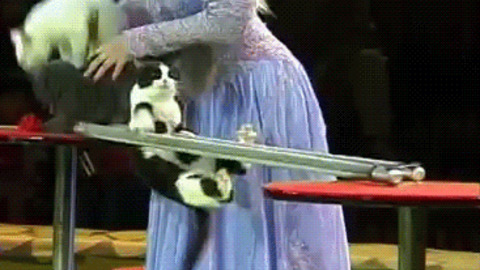 Gymnastics Cat Camp best Gif