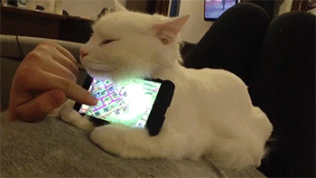 homem jogando jogos no celular enquanto usa seu gato como suporte