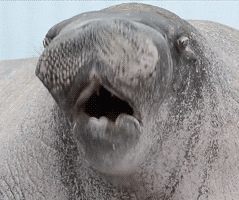 happy excited seal overwhelmed oh boy VWD