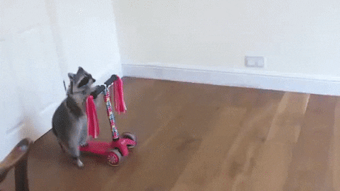 Raccoon Scooter GIF - Find & Share on GIPHY