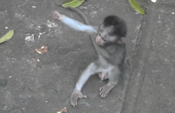 Freedom of free software is so nice as this gif of the big hug of two monkeys