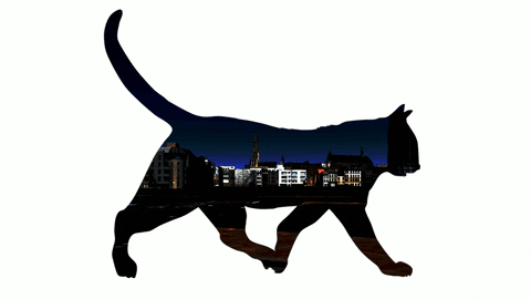 Black Cat GIF by Kitsune Kowai