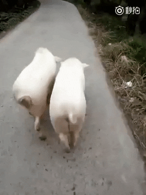 Friends Walk Together in animals gifs
