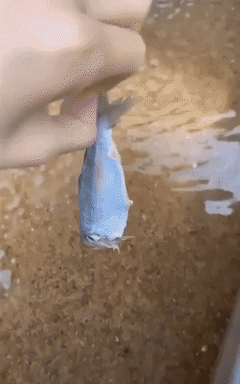 Water snails in funny gifs