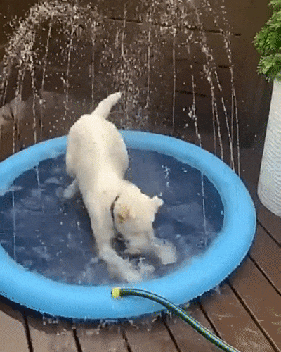 Pool Party – JD Puppy®
