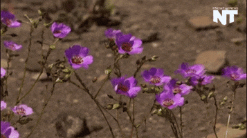NowThis animated GIF