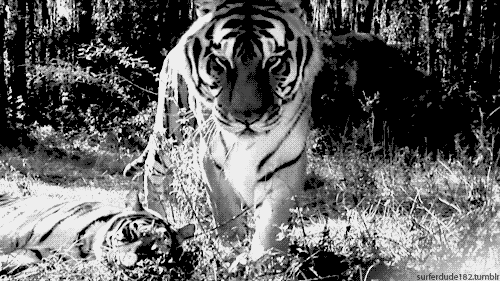 tiger clipart gif - photo #19