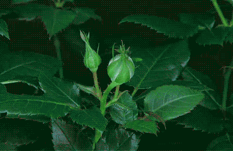 Flowers It Moves GIF