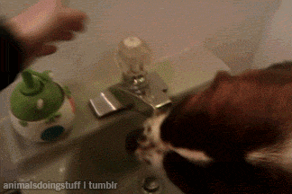 Animals Doing Stuff GIF - Find & Share on GIPHY