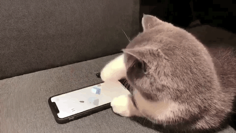 Can Cats See Phone Screens Cuteness