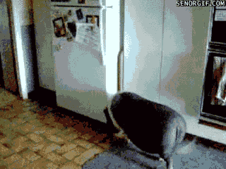 Pig GIFs - Find & Share on GIPHY
