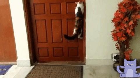 gato entra en habitación