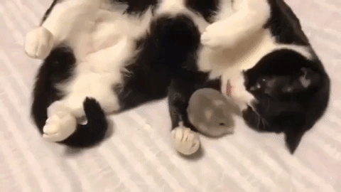 Adorable Cat And Mouse GIF - Find & Share on GIPHY
