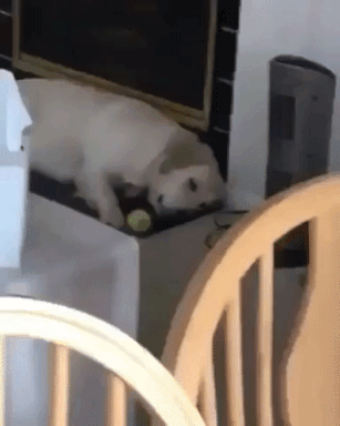 Doggo Plays with Tennis Ball While Laying Down Cute Funny