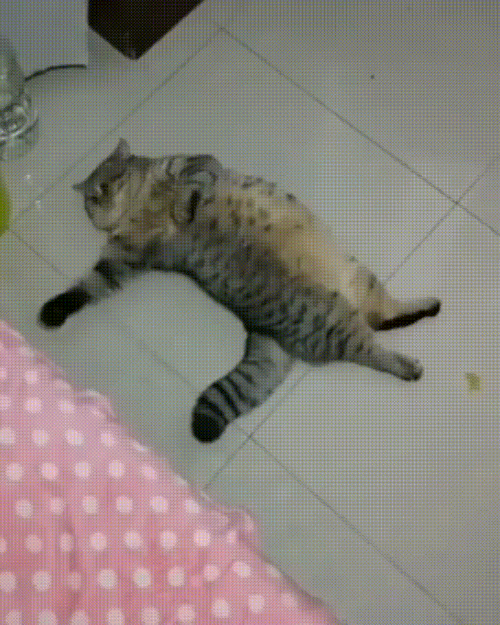 How to Sweep the Floor Properly Tips | Cat Laying on Floor While Hooman Sweeps the Floor