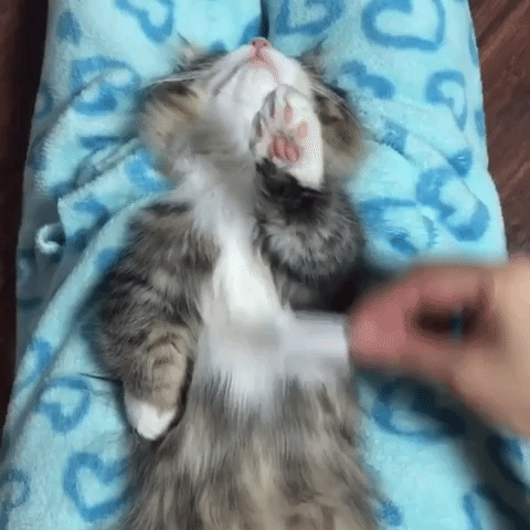 животных чешут, животные когда их чешут, животные любят когда чешут