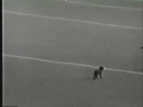 Garrincha vs Cachorro, em 1962