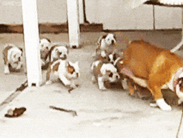 Dog Running GIF - Find & Share on GIPHY