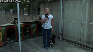 Dog Peeing GIF by Cheezburger - Find & Share on GIPHY