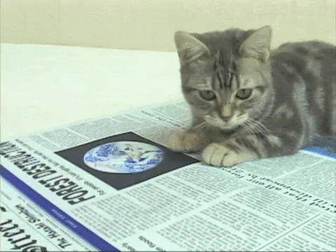 cat light follow reading newspaper