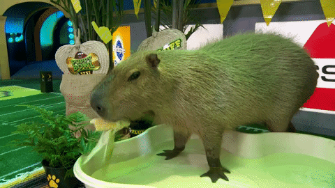 Capybara GIF by Puppy Bowl