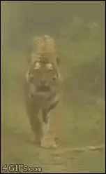 Try to outrun tiger in animals gifs