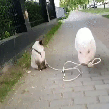 Piggy walks his friend home