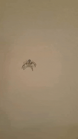 Spider Life Bugs GIF by Dr. Donna Thomas Rodgers