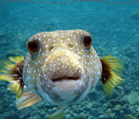 Fish gif find share on giphy