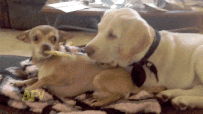 Chihuahua GIF - Find & Share on GIPHY