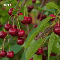 POV: два слова в парі — а який між ними зв’язок? Розберемо 🍒