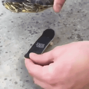 Fast and furious in animals gifs