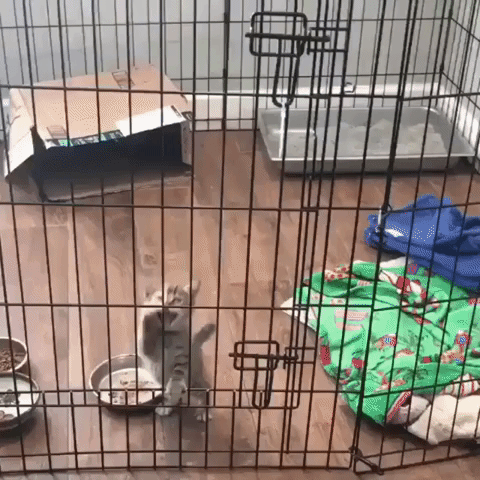 Kitten Escape GIF - Find & Share on GIPHY