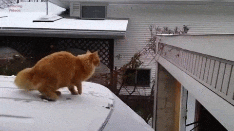 an-orange-cat-attempting-to-jump-from-a-snowy-car-to-a-roof