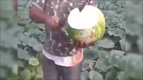 Melon Genetics GIF - Find & Share on GIPHY