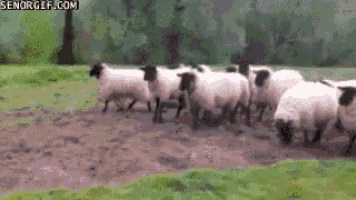 running sheep gif