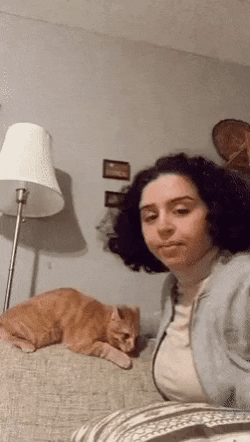Catto wants hug in cat gifs