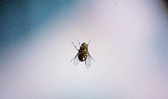 fly jeff goldblum geena davis david cronenberg the fly