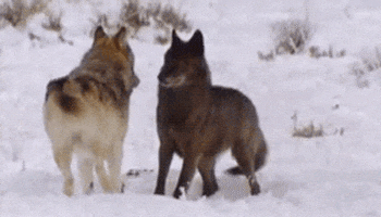 Playing Wolf Pack GIF - Find & Share on GIPHY