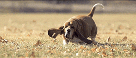 Basset Hounds Running GIF by Cheezburger - Find & Share on GIPHY