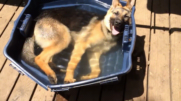 German Shepherd relaxing