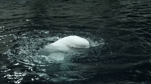 “Beluga whale”