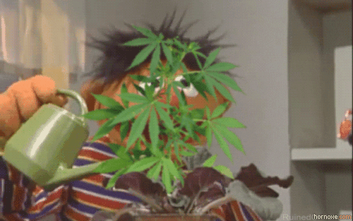 Unexpected Services Cannabis watering
