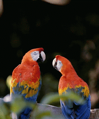 Macaw GIFs - Find & Share on GIPHY