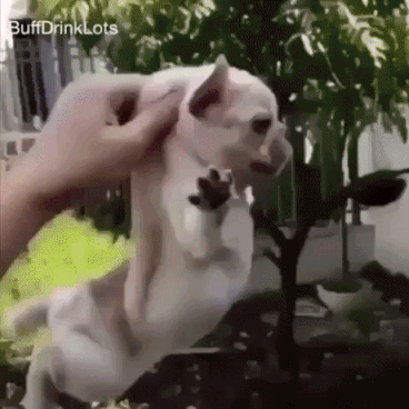 Majestic doggo can fly in animals gifs