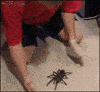 Павук — не комаха! У нього 8 ніг і тіло з двох частин 🕷️
